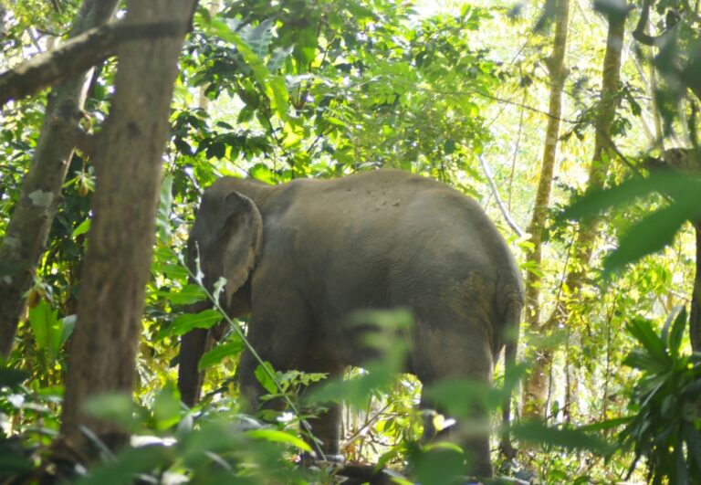 Elephant herd enters Cheneh Baharu housing area, farmers suffer RM30,000 losses
