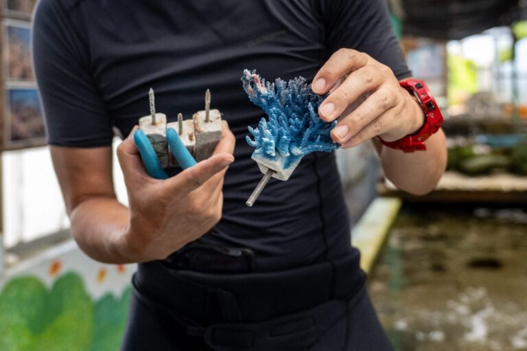 How scientists are toughening up Okinawa’s corals for a warming world