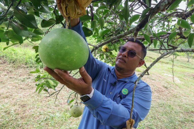 In Malaysia’s durian country, pomelos are quietly taking root