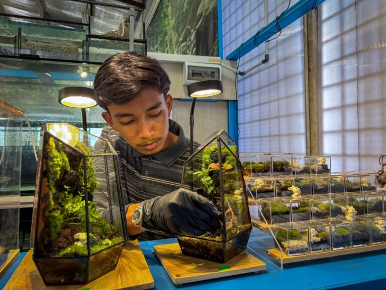 From recycled jars to RM570 terrariums: How a Penang student builds miniature worlds in glass