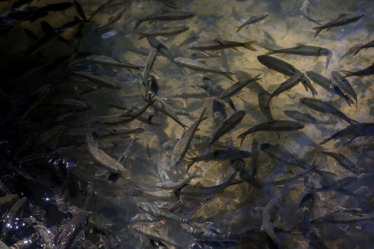 Kelantan man turns shy river fish into dazzling eco‑tourism stars of Sungai Koh