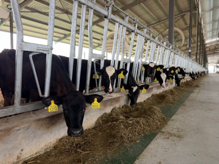 Veterinary Services Department denies involvement in government order documents, fake supply