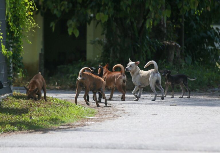 Police probe dog’s death during stray capture operation in Port Klang
