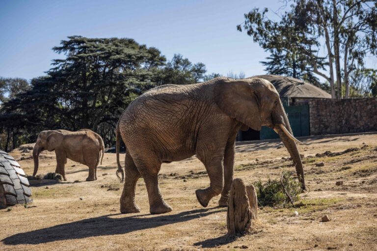 South Africa’s last urban zoo elephants face landmark rewilding judgment