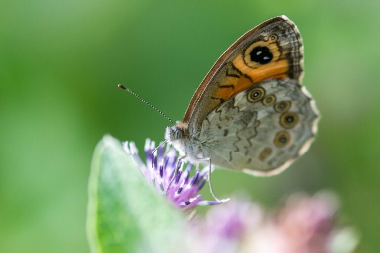 Warming planet sends butterflies in search of new habitats