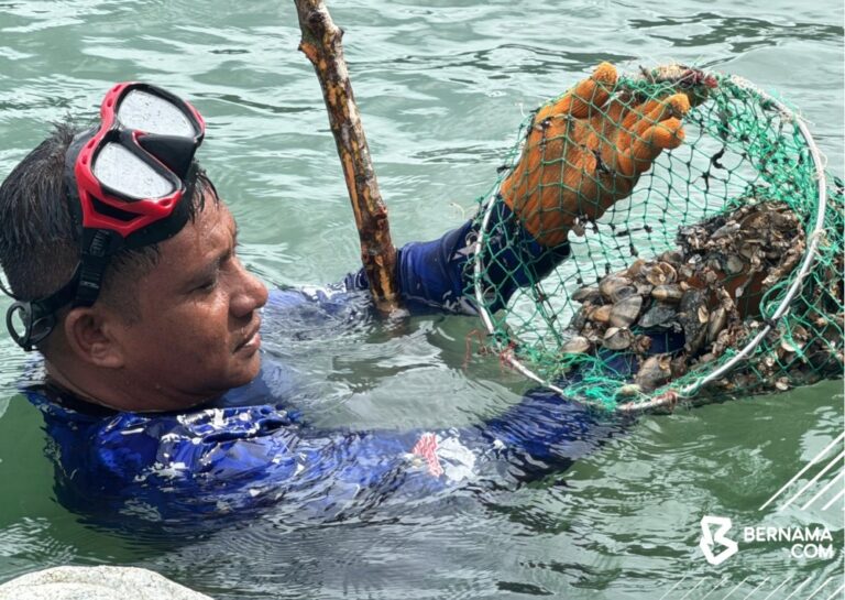 Pulau Tuba’s ‘gayam’ snail: From local delicacy to tourism draw