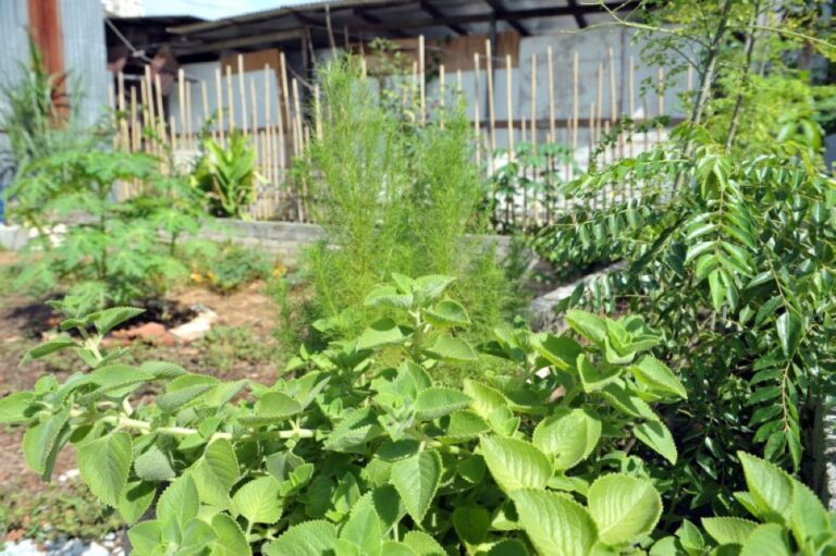 Selangor govt to local councils: Don’t let land go idle, put it to use for urban farming