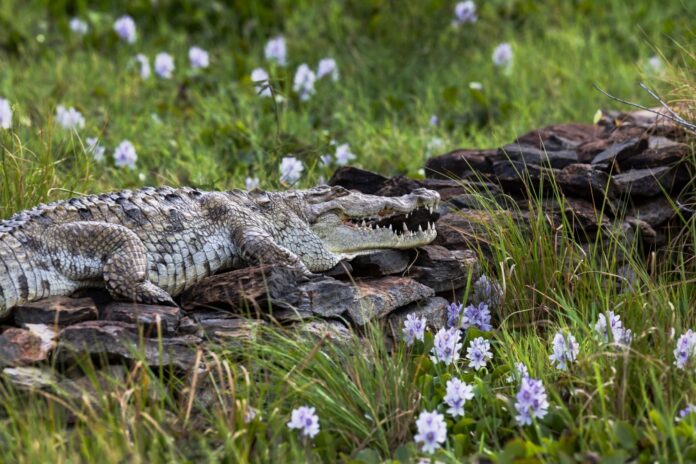 Rising Kenyan lakes push crocodiles closer to homes