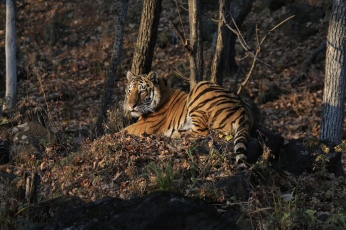 Bad kitty: Amur tiger runs off with wildlife photographer’s camera trap in Russia