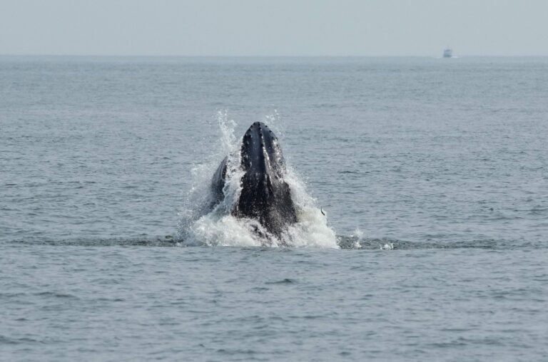 Once hunted to near extinction, humpback whales now a common sight in New York City