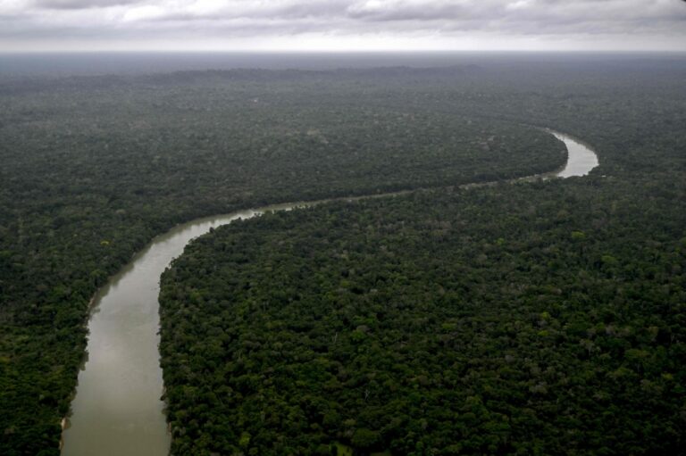 When the Amazon is cut down, a few remarkable trees lead its return
