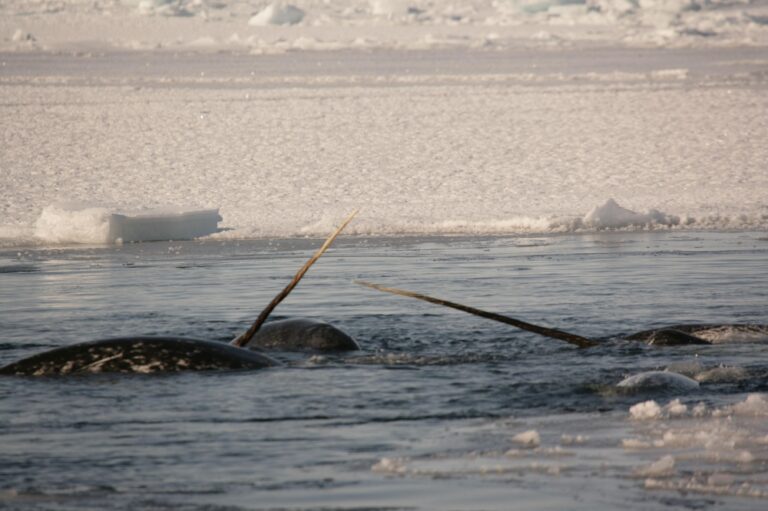 Scientists discover how narwhals grow nature’s only straight tusk