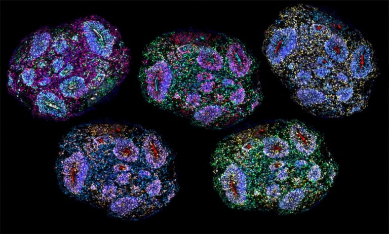 Lab-grown human brain cells survive seven years and appear to ‘record’ passage of time, scientists say