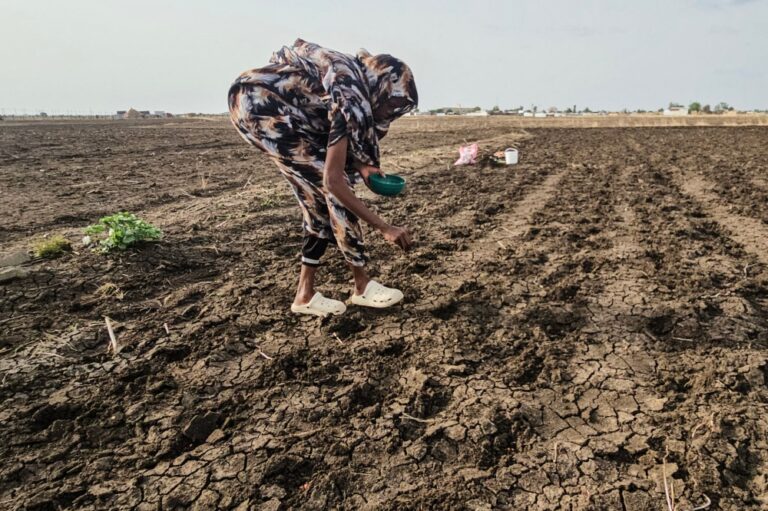 Sudan’s breadbasket reels as El Nino shrinks Nile, war cripples markets and farmers pray for rain