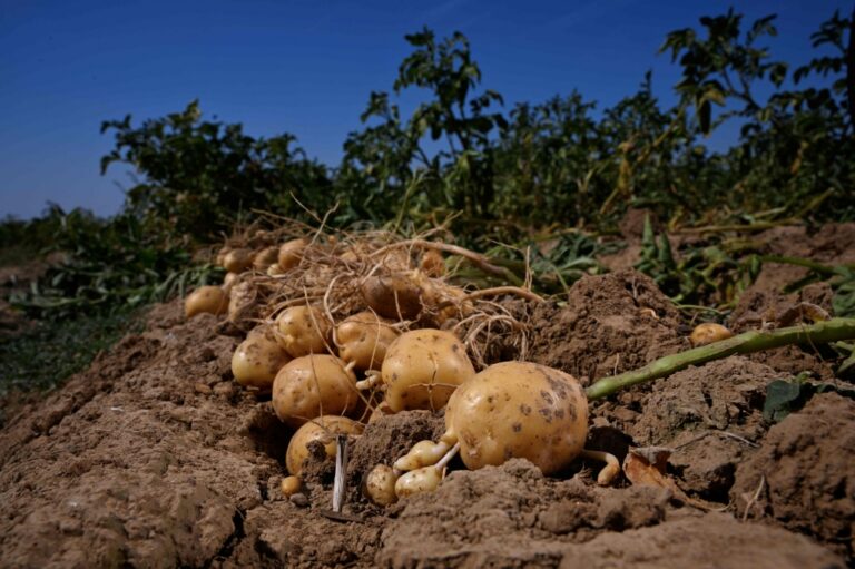 Belgium’s beloved fries face supply crunch as heat, drought shrink potato harvest