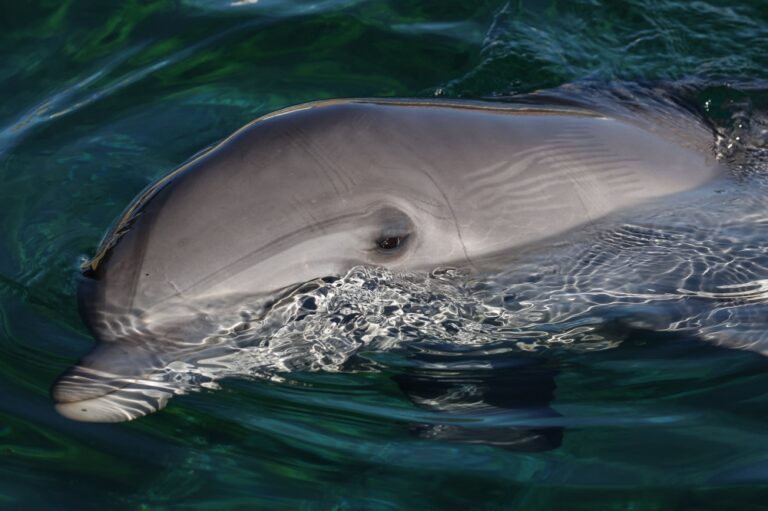 Bird flu jumps to dolphin and fox in Australia, officials say low risk to humans