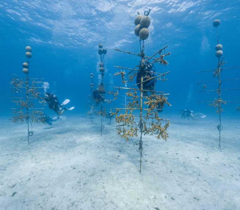 Meet the coral matchmakers betting on Florida’s toughest survivors