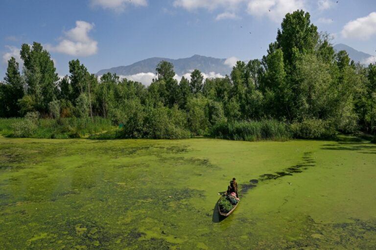 Weeds to wonders: Kashmiri artisan calls Dal Lake waste a God‑given treasure
