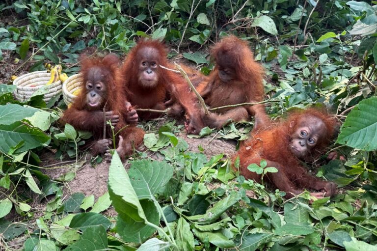 Five baby orangutans dumped in Odisha forest lay bare India’s booming exotic pet obsession