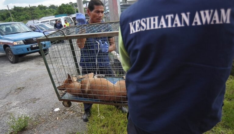 DVS tests 18 dogs following rabies scare in Kedah’s Changlun